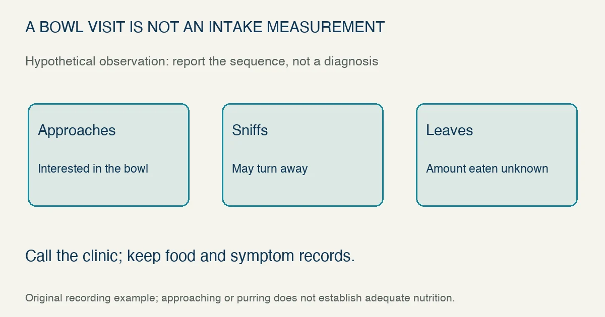 Original hypothetical eating observation follows a cat approaching, sniffing and leaving a bowl; the amount eaten remains unknown, so report actual behavior to the clinic instead of assuming adequate nutrition.