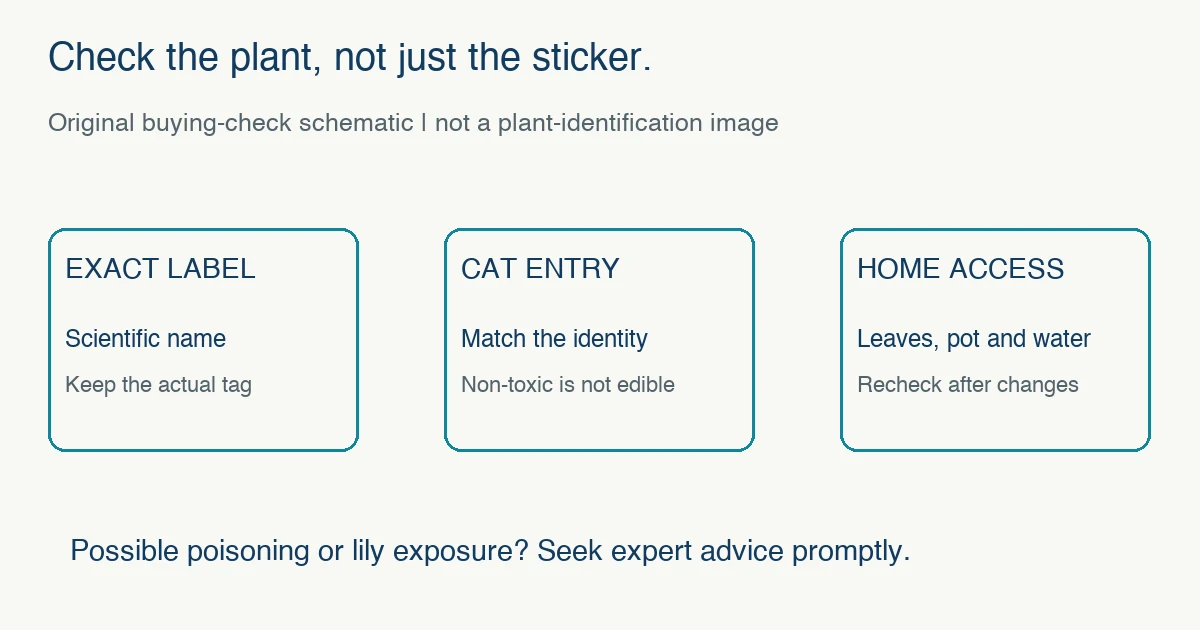 Original plant-buying schematic: match the scientific label to a cat-specific database entry, then assess access; non-toxic is not edible and possible poisoning needs prompt expert advice.